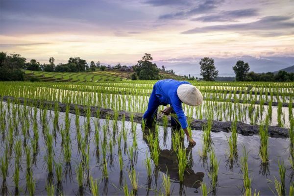 thoi-diem-tot-nhat-de-ghe-tham-canh-dong-lua-sapa-1